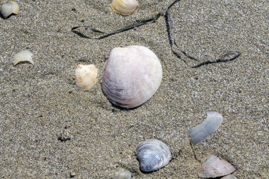 Kumsalda deniz kabukları