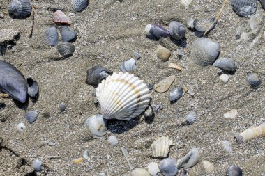 Kumsalda deniz kabukları
