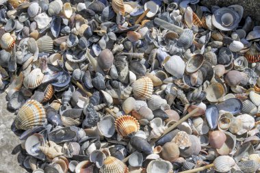 Kumsalda deniz kabukları