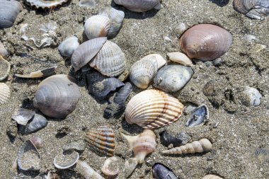 Kumsalda deniz kabukları