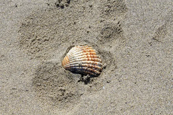 浜辺の貝 — ストック写真