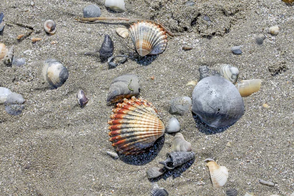 Coquilles sur la plage — Photo