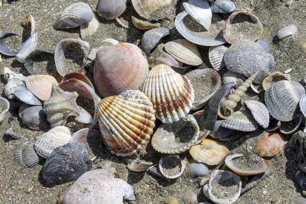 Kumsalda deniz kabukları