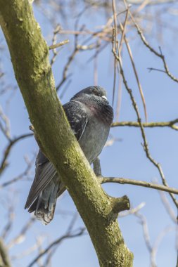 Güvercin ağacı üzerinde