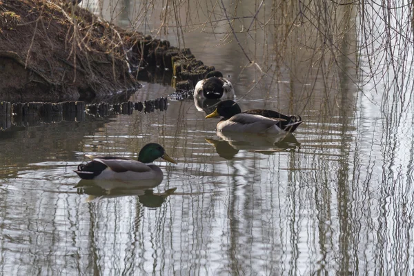 Patos nadan en el lago — Foto de Stock