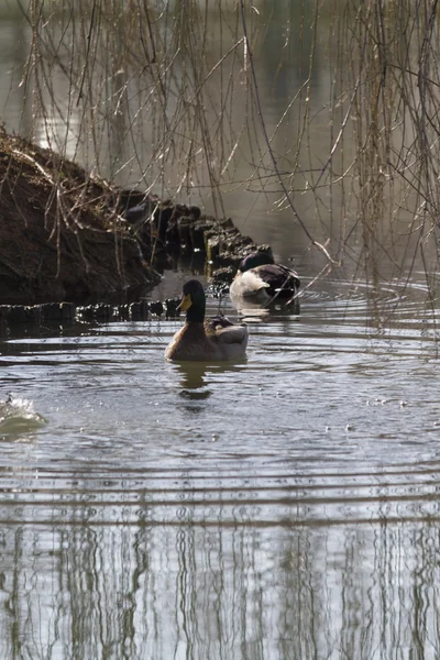 Canards nagent dans le lac — Photo