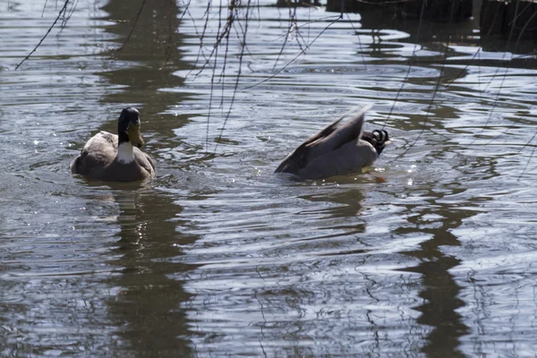 Canards nagent dans le lac — Photo