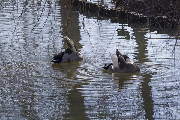 Patos nadan en el lago — Foto de Stock