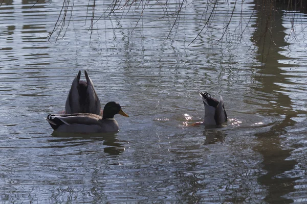 Patos estão nadando no lago — Fotografia de Stock