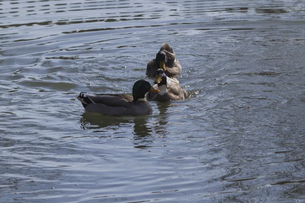 Patos nadan en el lago — Foto de Stock