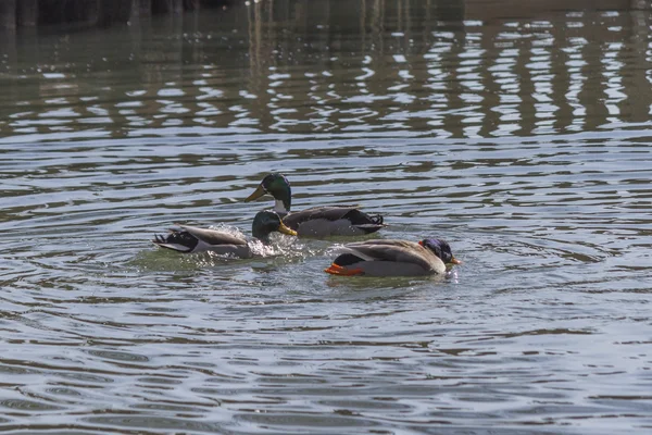 Ducks are swimming in the lake — Stock Photo, Image