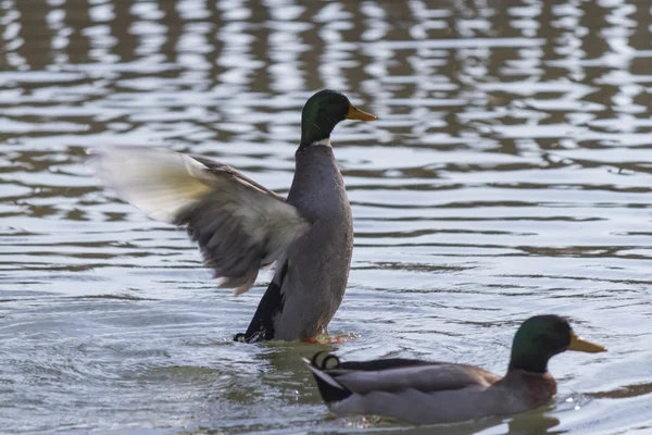 Eenden zijn zwemmen in het meer — Stockfoto