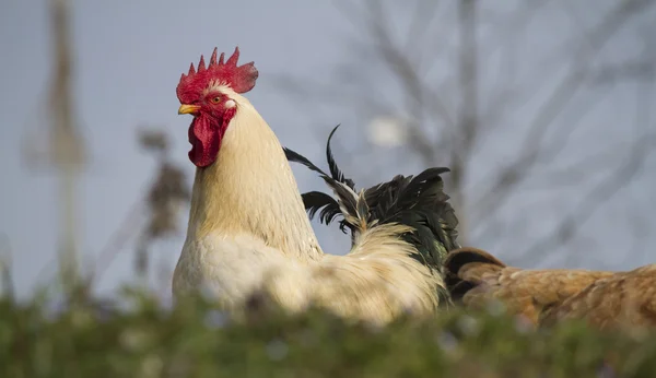 Gallo y gallina en la granja —  Fotos de Stock