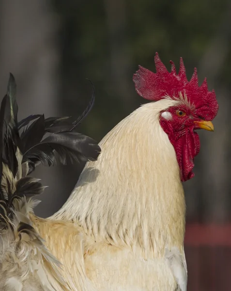 Gallo en la granja —  Fotos de Stock