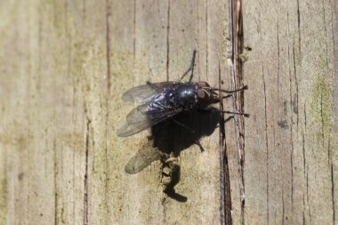 ahşap üzerine sinek