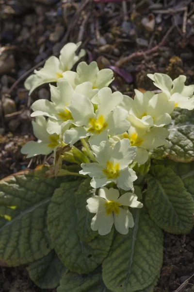 Primevères dans la prairie au printemps — Photo