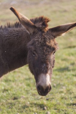 Çiftlikteki eşek.