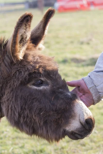 Burro en la granja — Foto de Stock