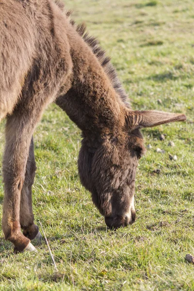 Burro en la granja — Foto de Stock