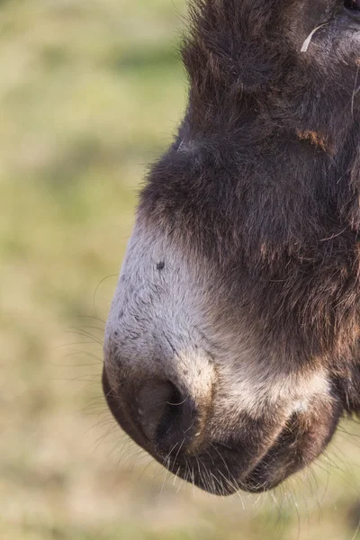 Burro de focinho — Fotografia de Stock