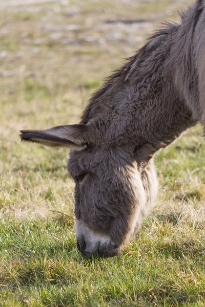 农场里的驴子 — 图库照片