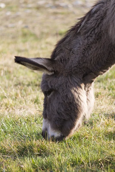 农场里的驴子 — 图库照片