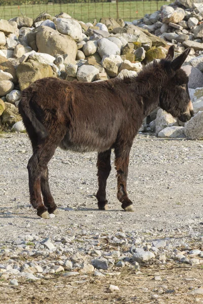 Burro en la granja — Foto de Stock