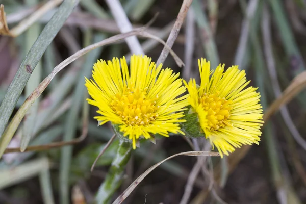 Yellow daisy — Stock Photo, Image