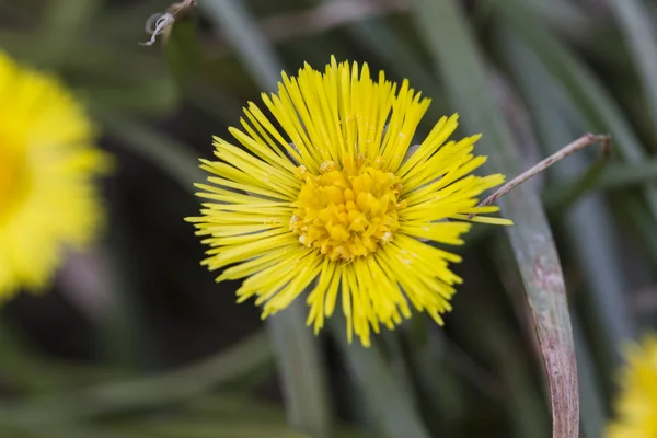 Yellow daisy — Stock Photo, Image