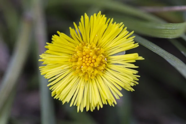 Yellow daisy — Stock Photo, Image