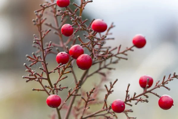 Baies rouges dans le jardin — Photo