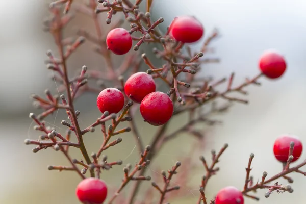 Baies rouges dans le jardin — Photo