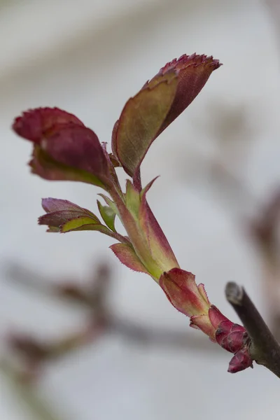 Rose bud — Stock Photo, Image