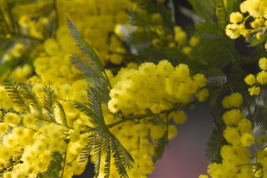 Mimoza çiçek