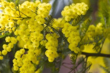Mimoza çiçek