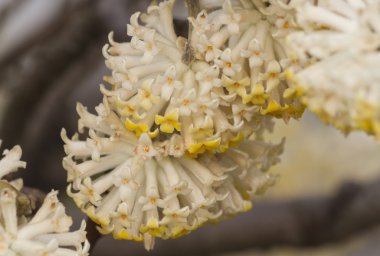 Baharda ağaçta beyaz çiçekler