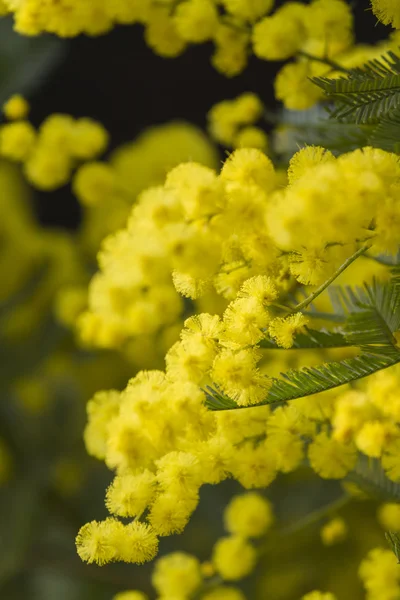 Mimosa in bloom — Stock Photo, Image