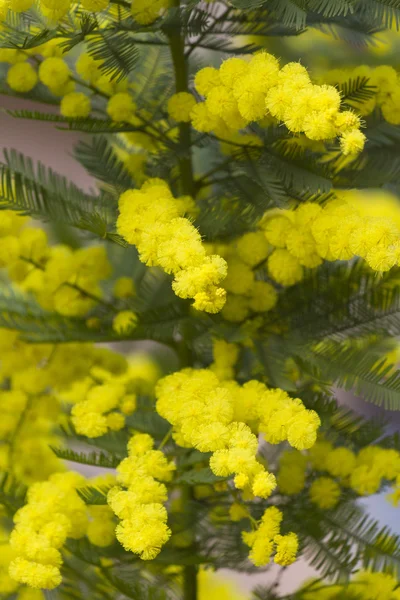 Mimosa in bloom — Stock Photo, Image