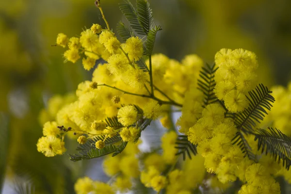 Mimosen in Blüte — Stockfoto