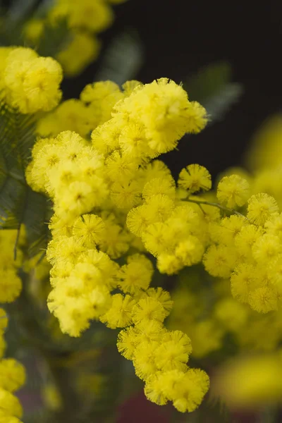 Mimosen in Blüte — Stockfoto