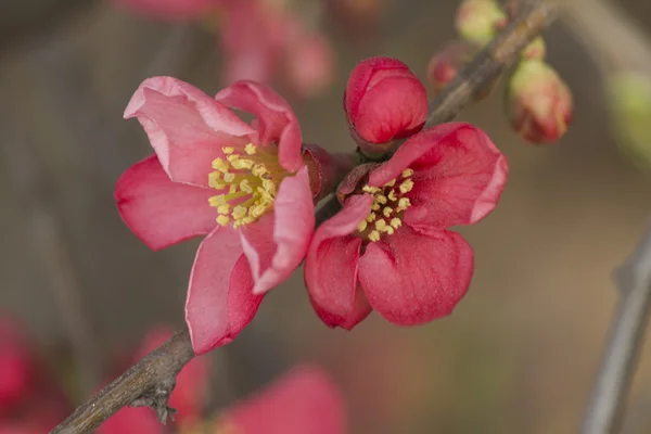 Rosafarbene Blumen blühen am Baum — Stockfoto