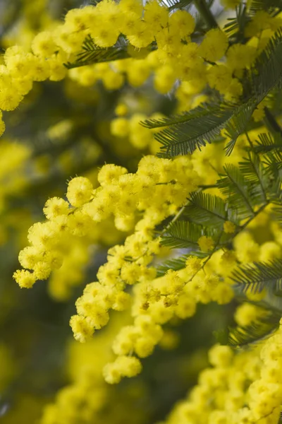 Mimosen in Blüte — Stockfoto