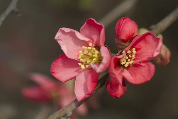 Pink flowers in bloom on tree — Stock Photo, Image