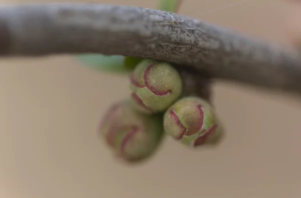 Edelsteine am Baum im Frühling — Stockfoto