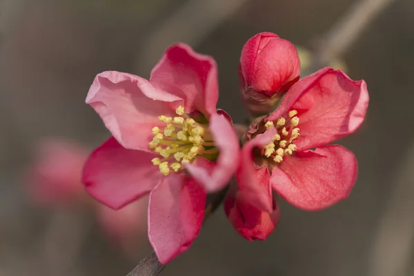 Pink flowers in bloom on tree — Stock Photo, Image