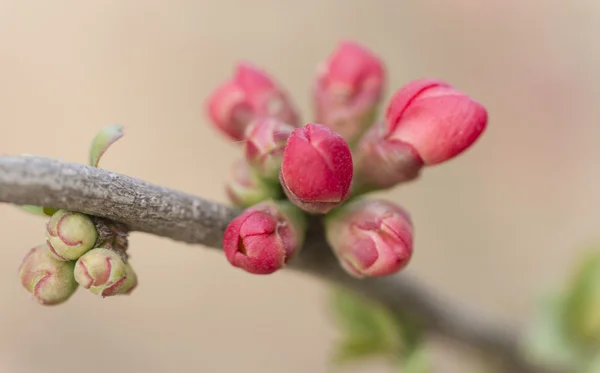 Růžové květy kvetou na stromě — Stock fotografie