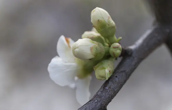 Bílé květy na stromě na jaře — Stock fotografie