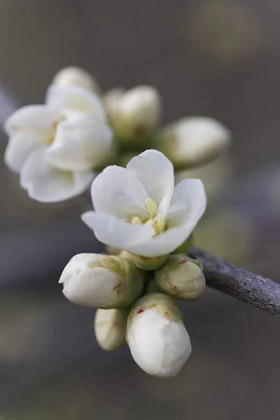 Fleurs blanches sur l'arbre au printemps — Photo