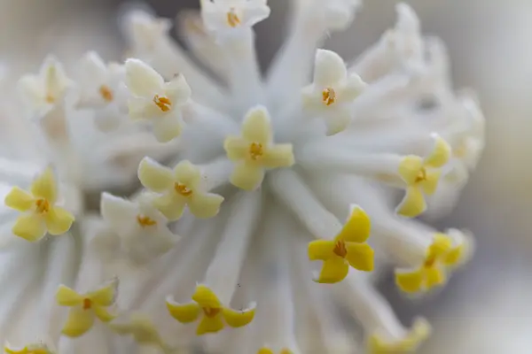 Flores blancas en el árbol en primavera — Foto de Stock