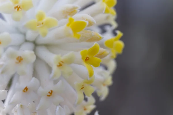 Weiße Blüten am Baum im Frühling — Stockfoto